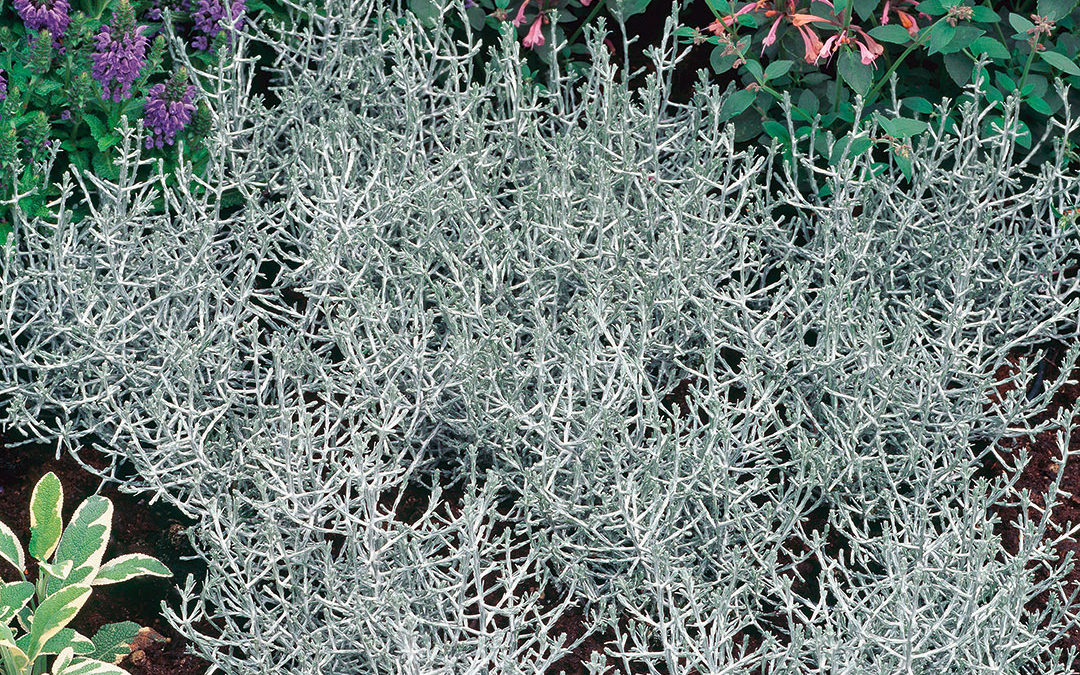 Calocephalus brownii