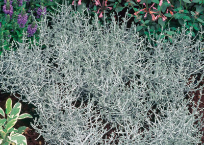 Calocephalus brownii