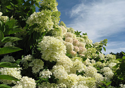 Hydrangea paniculata Grandiflora