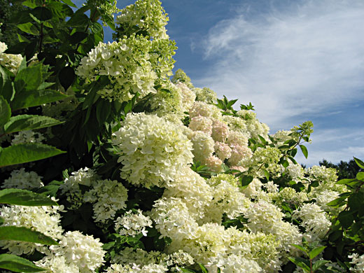 Paniculata Grandiflora Hydrangea paniculata Grandiflora