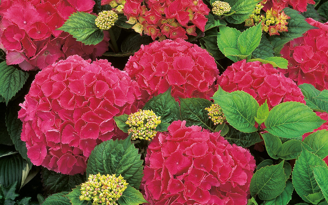 Hortensia Red Baron / Schöne Bautznerin