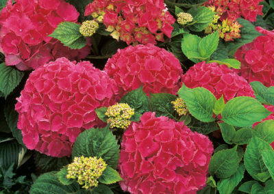 Hortensia Red Baron / Schöne Bautznerin