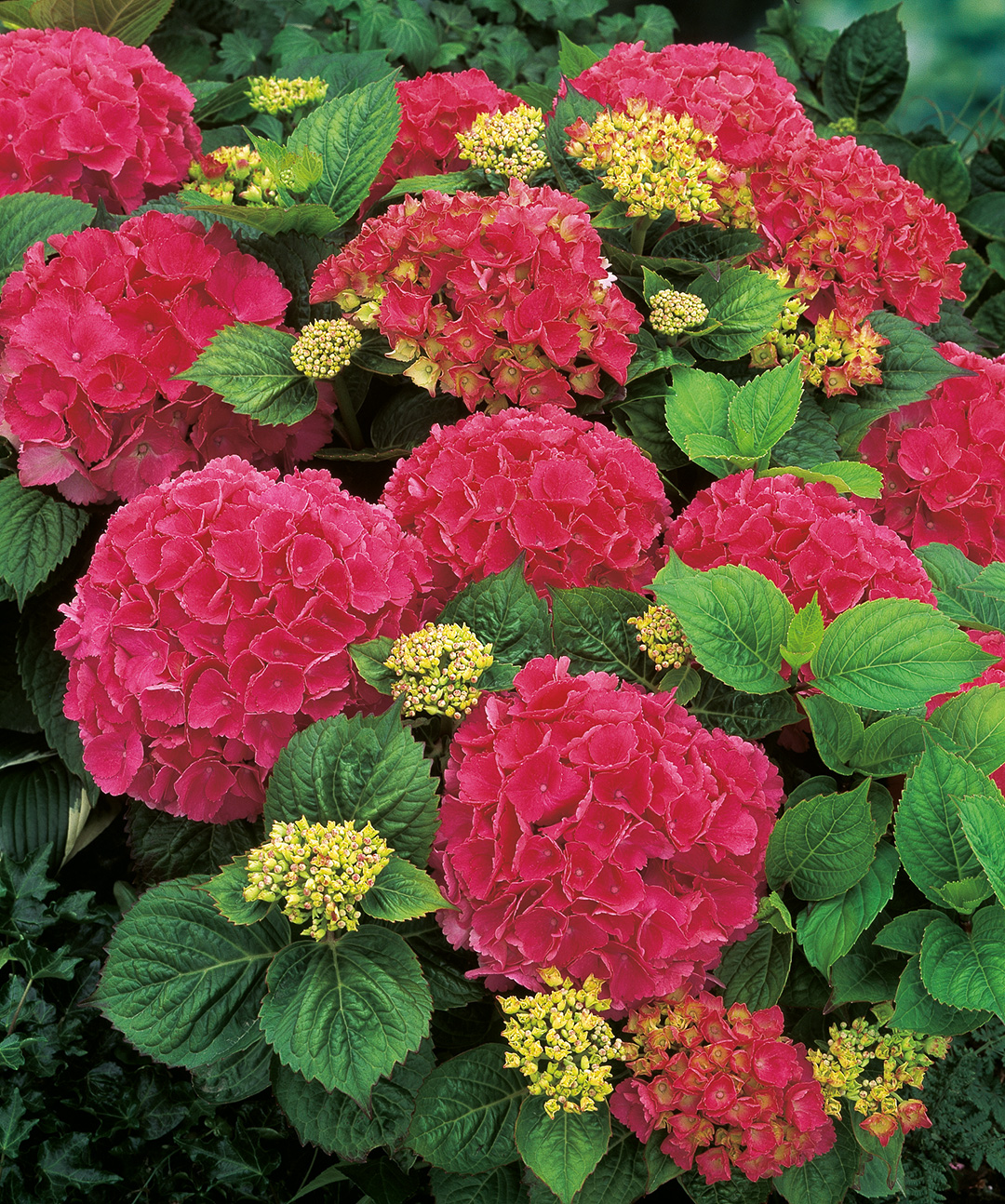 10047790PA Hortensia Red Baron / Schöne Bautznerin