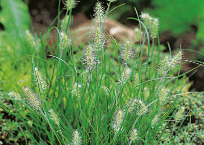 Pennisetum alopecuroides Little Bunny