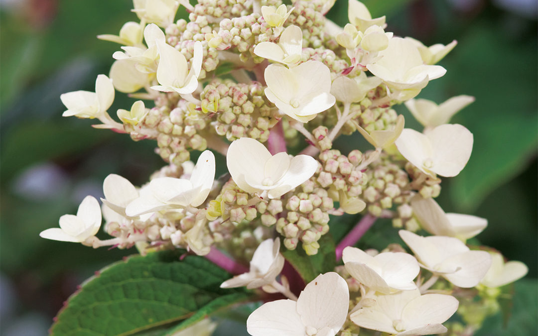 Hydrangea paniculata Wim’s Redⓢ