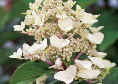 Hydrangea paniculata Wim’s Redⓢ