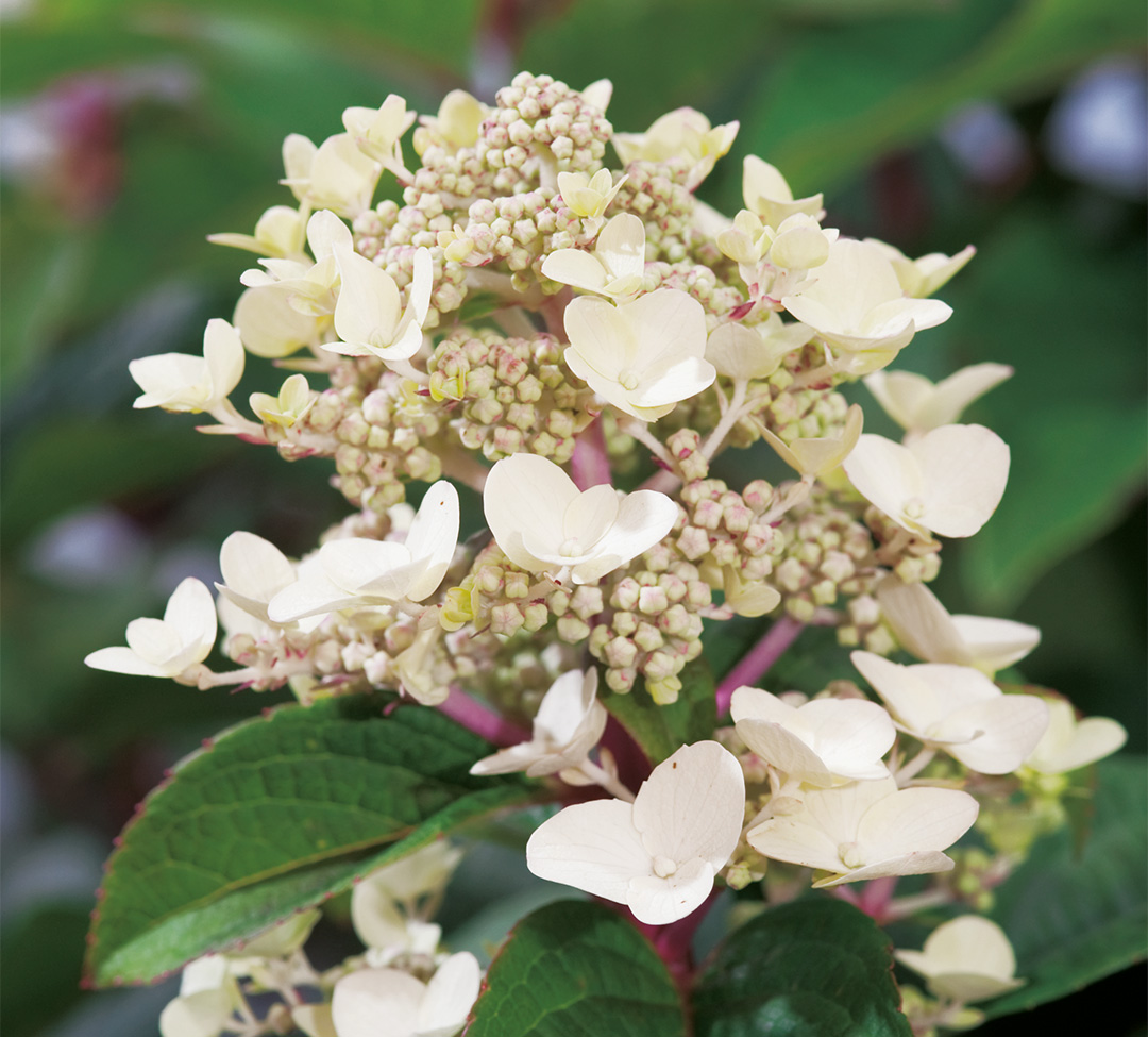 14131483PA Hydrangea paniculata Wim's Redⓢ