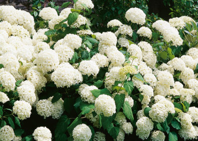 Hydrangea arborescens Annabelle