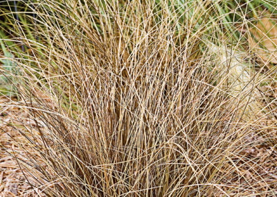 Carex comans Bronce Form