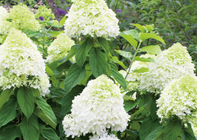 Hydrangea paniculata Limelightⓢ