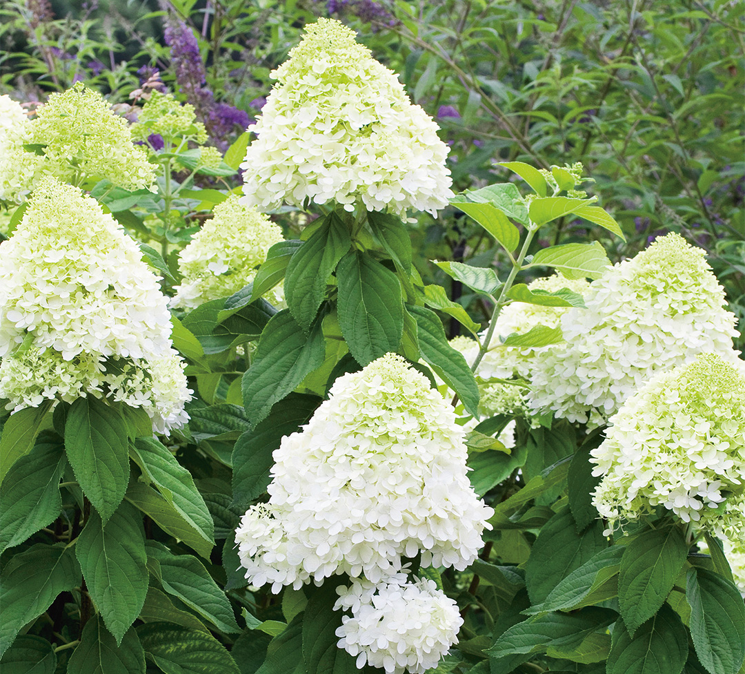 14256638PA Hydrangea paniculata Limelightⓢ