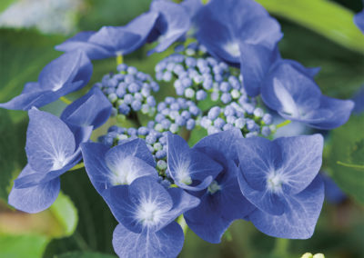 Hortensia Blaumeise