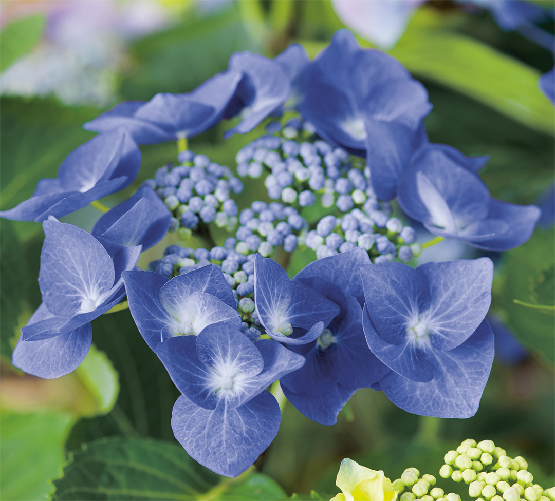 blaumeise-14258243PA Hortensia Blaumeise
