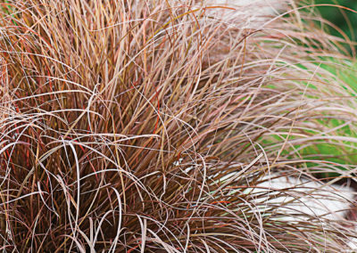 Carex petriei Milk Chocolate