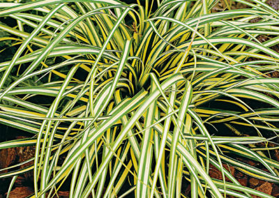 Carex oshimensis Evergold