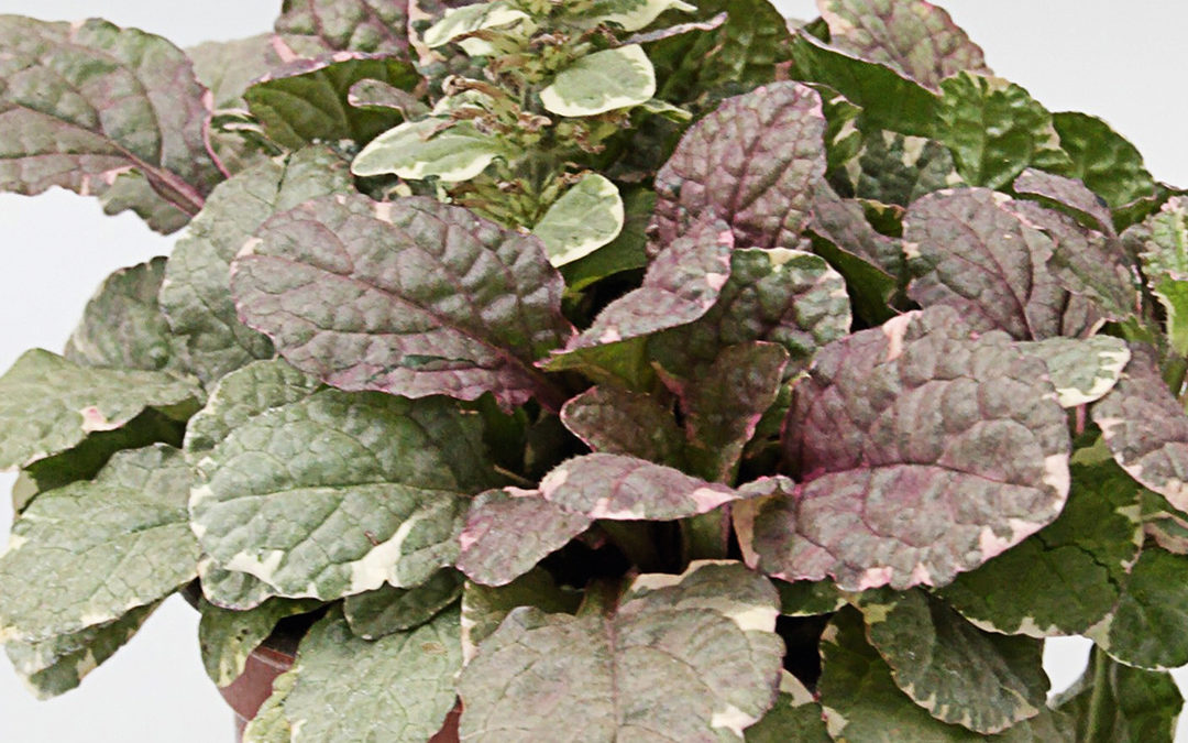 Ajuga reptans Burgundy Glow