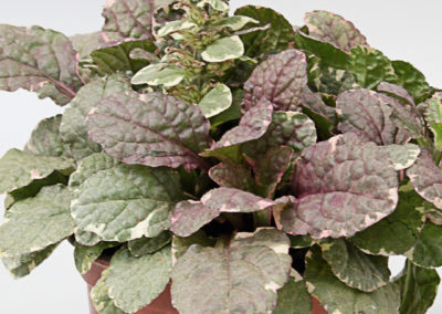 Ajuga reptans Burgundy Glow