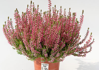 Calluna Garden Girls Angieⓢ
