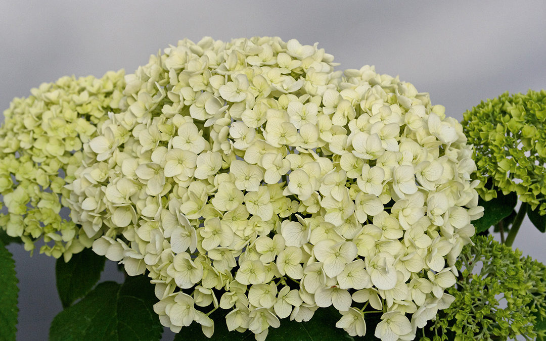 Hydrangea Arborescens Strong Annabelle®