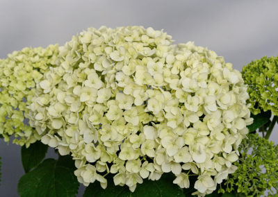 Hydrangea arborescens Strong Annabelle®