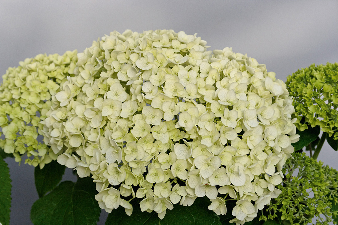 Annabelle-Incredibile-IMG_6705_2010 Hydrangea arborescens Strong Annabelle®
