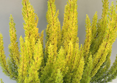 Erica arborea Albert’s Gold