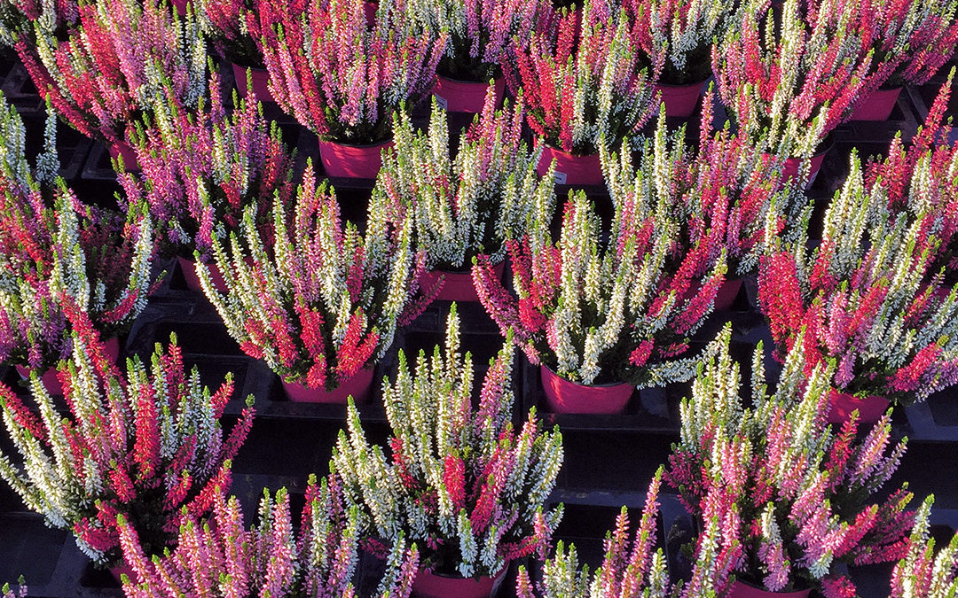 Calluna Trio Améties