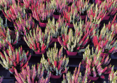 Calluna Trio Améties