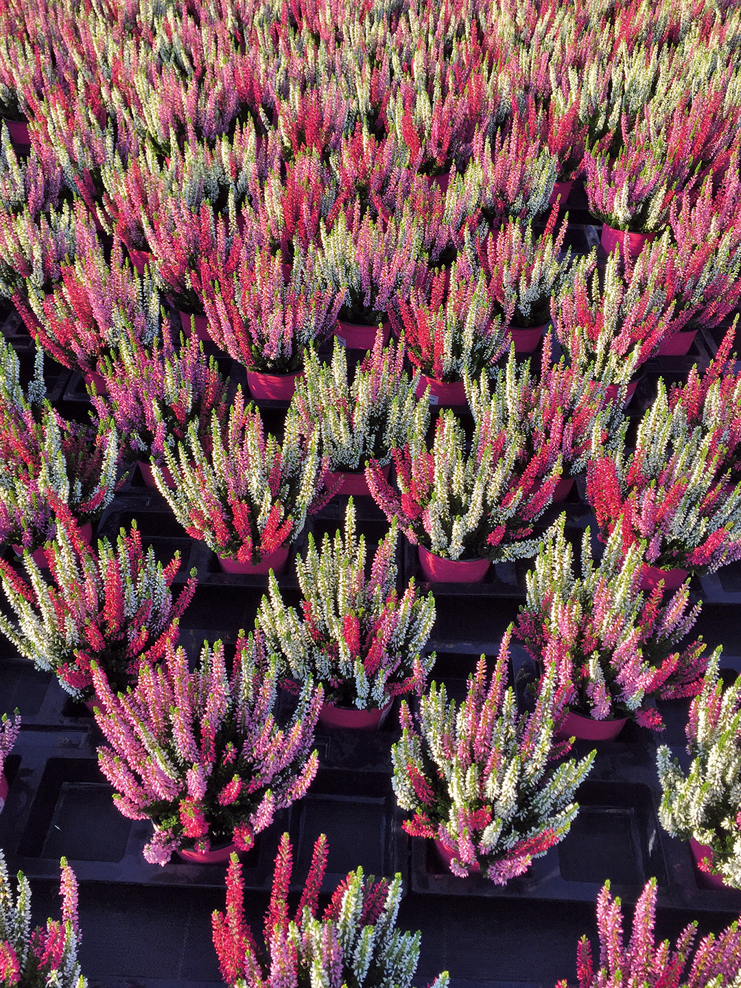 BL-Ameties-IMG_1539 Calluna Trio Améties