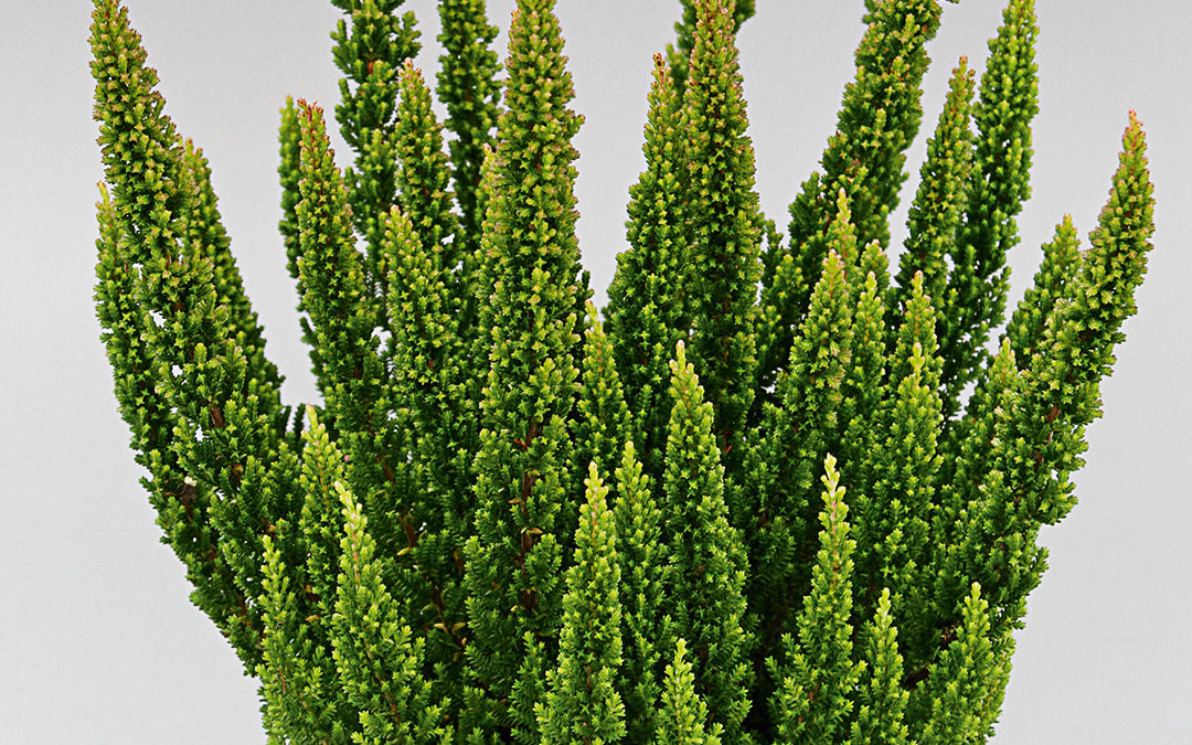 Calluna Skyline Stockholm