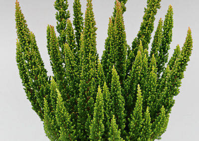Calluna Skyline Stockholm