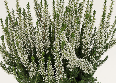 Calluna Beauty Ladies Veluwe