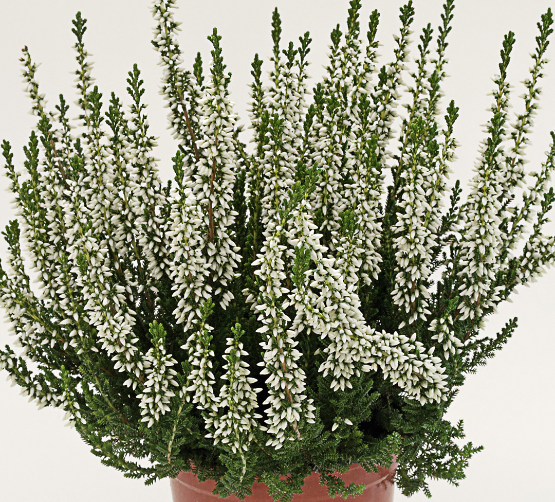 BL-Veluwe- Calluna Beauty Ladies Veluwe