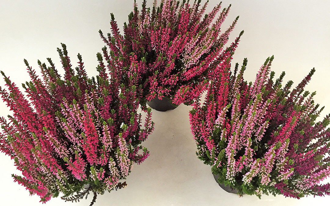 Calluna Trio Wildberry
