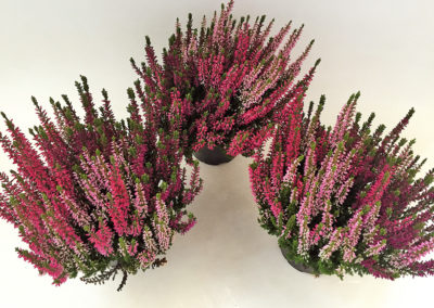 Calluna Trio Wildberry