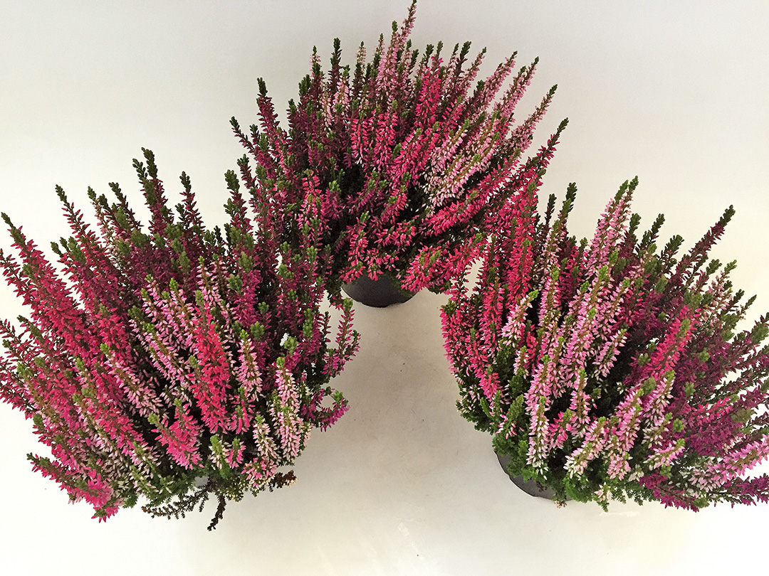 BL-Wildberries-IMG_1553 Calluna Trio Wildberry