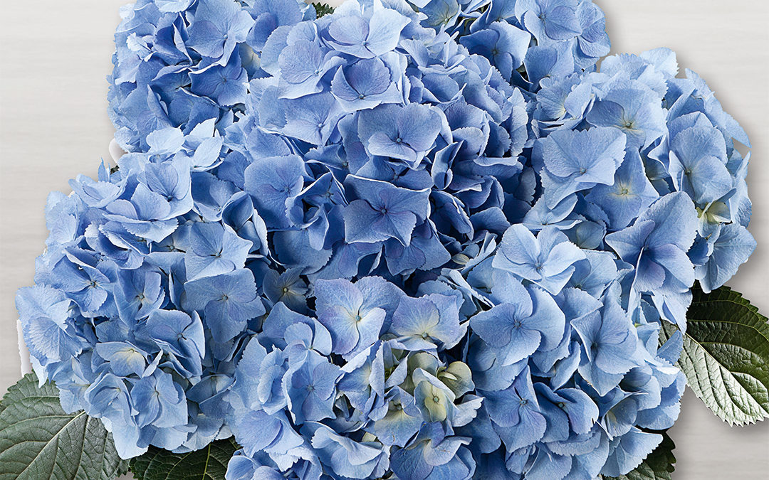 Hortensia Baby Blue