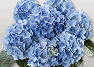 Hortensia Baby Blue
