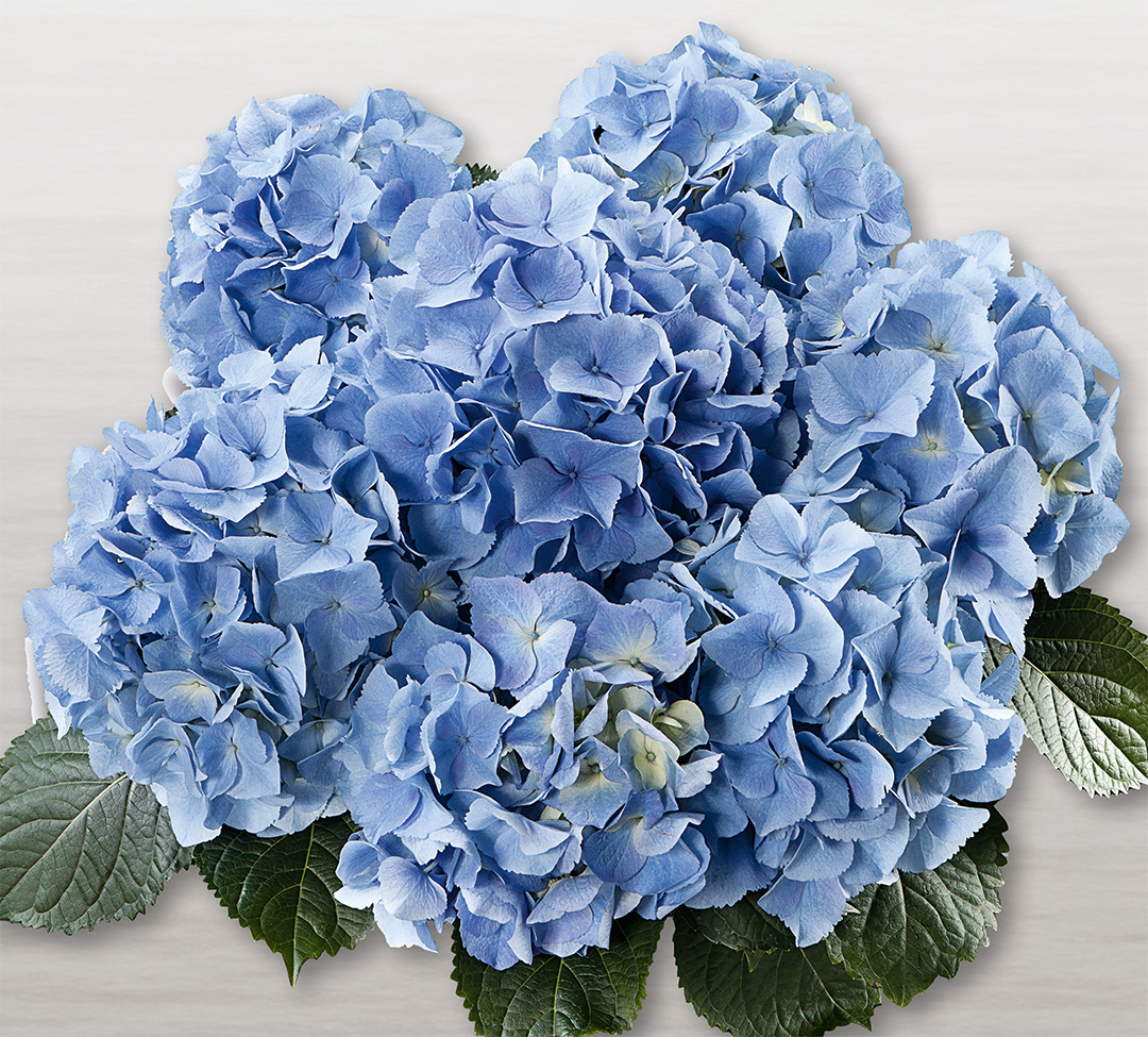 Baby_Blue_weiss Hortensia Baby Blue