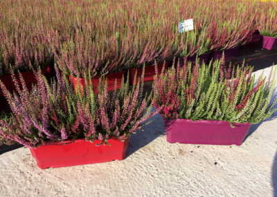 Calluna Trio