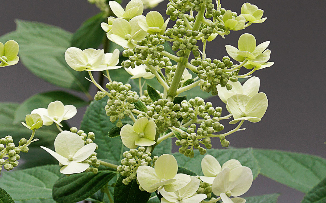 Hydrangea paniculata Bobo®