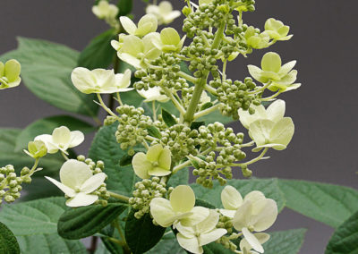 Hydrangea paniculata Bobo®