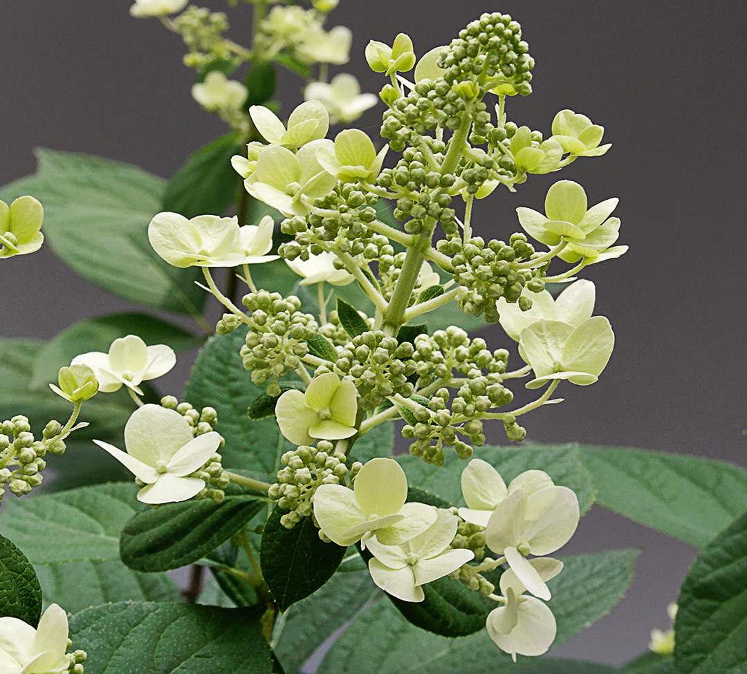 Bobo_-Hydrangea-paniculata Hydrangea paniculata Bobo®
