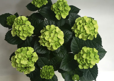 Hortensia Caipirinha