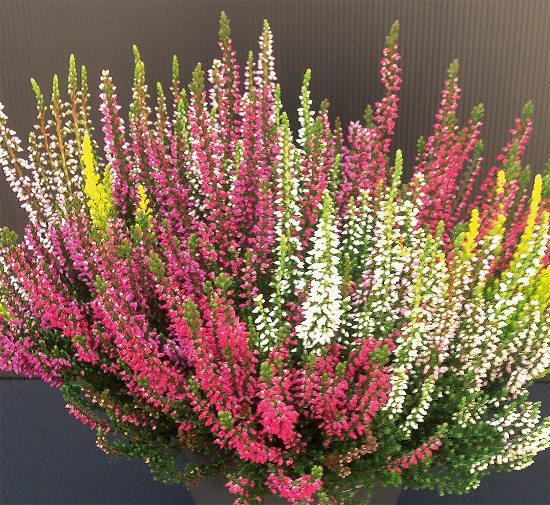 Calluna-Quinto-IMG_1640 Calluna Quinto