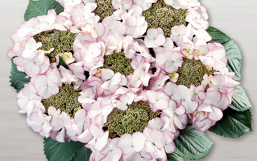 Hortensia Charm