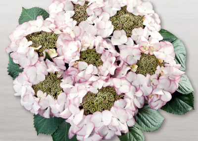 Hortensia Charm
