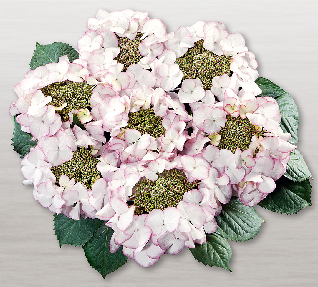Charme_weiss Hortensia Charm