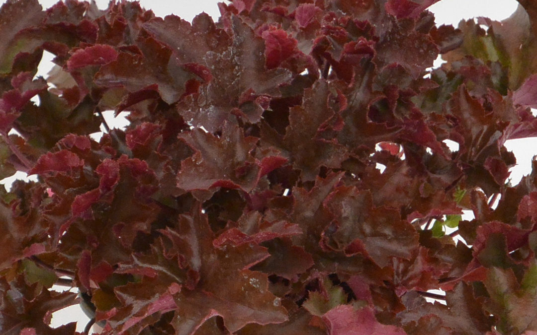 Heuchera Chocolate Ruffles