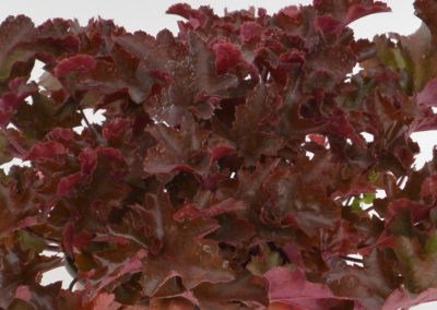Heuchera Chocolate Ruffles